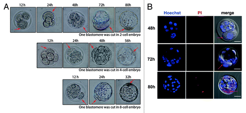 Figure 5. Cell fate and embryo development after one blastomere was cut by laser microbeam. (A) Developmental pattern of the 2-cell, 4-cell, and 8-cell embryos, when one blastomere was cut by microbeam. The cut blastomere of 2-cell embryos underwent cell death at 80 h after microcut; the 4-cell group underwent cell death at 56 h after microcut; and the 8-cell group underwent cell death at 32 h after microcut. (B) The intact cell membrane was detected by PI and Hoechst 33342 staining, the nucleus which just displayed Hoechst 33342 staining (48 h and 72 h after microcut) indicated intact cell membrane, while the nucleus which had both Hoechst 33342 and PI staining (80 h after microcut) indicated high permeability of the cell membrane and cell death (red arrows indicate the cut blastomeres, bar = 50μm)