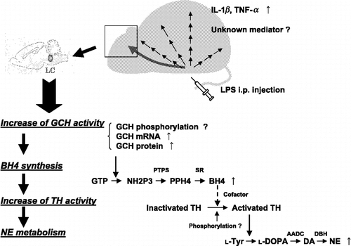 Figure 1 Schematic model of the activation of the norepinephrine synthesis pathway in the mouse locus coeruleus triggered by an i.p. administration of lipopolysaccharide (LPS; endotoxin).