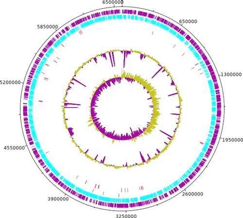 Figure 3 Circular Genome Representation of P. aeruginosa strain PA179. The DNAPlotter software from the Artemis Package was used standalone. Custom colors were assigned for the Visualization of tRNA and rRNA as well as for CDS, in the forward and reverse strands. The CDS in the forward strand is colored in Violet, CDS in Reverse is colored in blue, tRNA, and rRNA were colored in pink and orange small vertical lines, and the GC content and GC skew are colored in brown and violet, respectively.