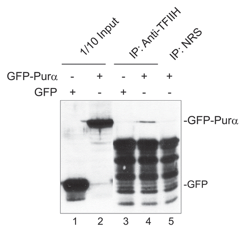 Figure 7 Co-immunoprecipitation of GFP-Purα with TFIIH. Purα− MEFs were transfected with expression plasmid for GFP or GFP-Purα and whole cell extracts prepared. Immuno-precipitation was performed with antibody for TFIIH/p89 (lanes 3 and 4) or nonimmune rabbit serum (NRS-lane 5) and the immune complex analyzed by western blot using antibody to GFP. Lanes 1 and 2 shows 1/10 of the immunoprecipitation input from the GFP- and GFP-Purα−transfected whole cell extracts respectively.