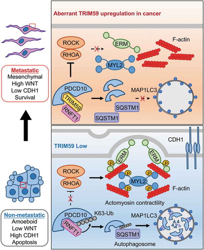 Figure 1. A working model depicting the TRIM59-PDCD10 interplay during cancer metastasis. TRIM59 is essential for breast cancer cell mesenchymal movement and cell survival by maintaining low cell adhesion and high WNT signaling. TRIM59 stabilizes PDCD10 by inhibiting RNFT1-induced K63 ubiquitination and subsequent SQSTM1-selective autophagic degradation. TRIM59 ablation removes the stabilizing effect on PDCD10 to cause autophagic degradation of PDCD10, and further activates the downstream RHOA-ROCK signaling to promote the phosphorylation of MYL2/MLC2 and ERM. These changes contribute to the amoeboid phenotype and focal adhesion formation, ultimately curtailing tumor formation and metastasis.