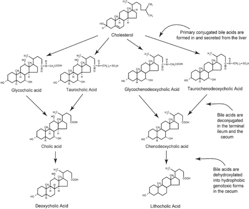 Figure 1 The primary bile acids, cholic acid and chenodeoxycholic acid, are formed in the liver from cholesterol and conjugated, usually with glycine or taurine. They are then secreted into the gall bladder. From the gall bladder, glyco-and tauro- conjugated primary bile acids are released into the duodenum to aid in the digestion of fats. In the terminal ileum and in the cecum, the primary bile acids are deconjugated. Further, in the cecum, they are dehydroxylated through the action of bacterial 7-alpha dehydroxylases. By this reaction, cholic acid and chenodeoxycholic acid are converted to the more genotoxic-hydrophobic bile acids deoxycholic acid and lithocholic acid, respectively.