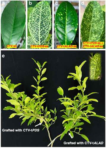 Figure 3. Leaf phenotypes as a result of silencing PDS and/or ALAD. (a) Control leaf (from trees infected with CTV-wt). (b) Photo-bleaching phenotype (from trees infected with CTV-tPDS-as). (c) Yellow islands phenotype (from trees infected with CTV-tALAD-as). (d) Color-breaking phenotype (from trees inoculated simultaneously with CTV-tPDS-as and CTV-tALAD-as into two different branches). (e) The Y-shaped tree inoculated simultaneously with CTV-tPDS-as and CTV-tALAD-as into two different branches.