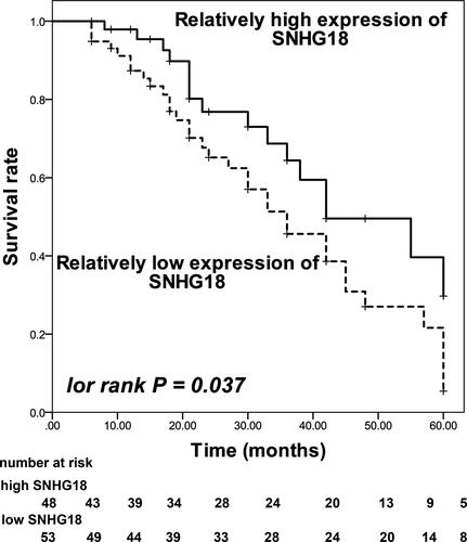 Figure 3 Kaplan–Meier curve of enrolled patients based on the average expression of SNHG18 in collected tumor tissues. Patients with a relatively low expression of SNHG18 showed a poorer survival rate in comparison with patients with relatively high SNHG18 expression. log rank P = 0.037.