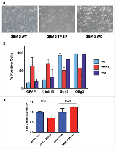 Figure 7. Stem and differentiation markers in GBM3 WT cells and in TMZ-R and WO cultures. (A) Bright field images of GBM 3 WT culture before treatment, and of TMZ R and WO cultures. (B) Expression of stem and differentiation markers evaluated by immunofluorescence in WT, TMZ R and WO conditions. Results are expressed as % mean of marker-positive cells from 3 independent experiments and bar represents standard deviations of mean. (C) Real time PCR analysis of GFAP and SOX2 expression in GBM3 WT cells and in GBM3 cells transfected with the pcDNA3/HA-FLAG-RBP2 construct.