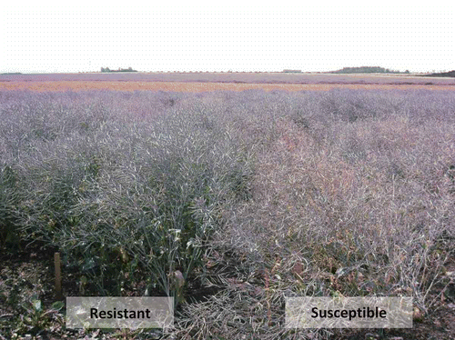 Fig. 6. (Colour online) Mature susceptible canola plants infected by Plasmodiophora brassicae in a field near Edmonton, AB showing premature seed pod formation; resistant plants are unaffected by clubroot.