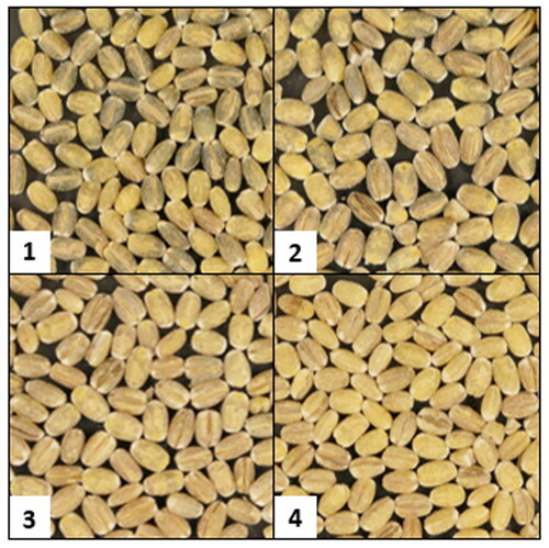 Figure 1. Pearled grain used in the scoring of aleurone color with dark blue receiving a 1, blue receiving a 2, medium or light blue receiving a 3, and white receiving a 4.