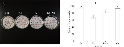 Figure 1. Picture depicting the third day of seed germination (A) and histogram depicting the seventh-day germination percentage (B) of sorghum seeds treated with and without Se(IV) under salt stress. CK, control with no NaCl or Na2SeO3; Se, treatment with 25 μmol/L Na2SeO3; Na, treatment with 120 mmol/L NaCl; and Se + Na, treatment with 120 mmol/L NaCl + 25 μmol/L Se. Error bars represent standard deviation of the mean (n = 3). Different letters above error bars indicate significant differences among the treatments at the 0.05 level.