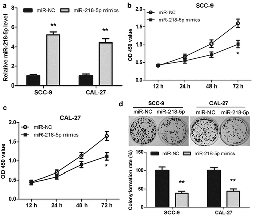 Figure 5. Overexpression of miR-218-5p inhibited the proliferation of OSCC cells. (a) Transfection efficacy of miR-218-5p mimics in SCC-9 and CAL-27 cells. (b, c) Cell Counting Kit-8 assay showed that overexpression of miR-218-5p inhibited cell proliferation in OSCC cells. (d) Colony formation assay showed that overexpression of miR-218-5p significantly reduced the number of colonies. *P < 0.05, **P < 0.01