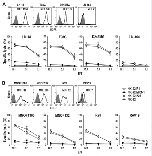 Figure 2. Cytotoxicity of CAR NK cells against GBM cells. (A) Expression of EGFR on the surface of established LN-18, T98G, D245MG and LN-464 GBM cells was determined by flow cytometry with EGFR-specific antibody (open areas). Isotype antibody served as control (filled areas). Cell killing by NK-92/R1, NK-92/MR1-1 and NK-92/225 cells was investigated after co-incubation with the GBM cells for 2 h at different E/T ratios. Parental NK-92 were included for comparison. (B) Expression of EGFR on the surface of primary MNOF1300, MNOF132, R28 and RAV19 GBM cells and cell killing by CAR NK cells were determined as described above. Cytotoxicity data are shown as mean values ± SEM; n = 3. MFI: mean fluorescence intensity (geometric mean).