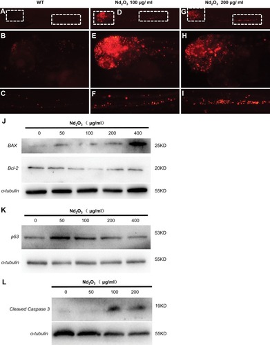 Figure 7 The apoptosis pathway was activated in Nd2O3-treated embryos. (A–I) The TUNEL staining of Nd2O3-treated embryos. (A–C) Representative images of WT embryos are shown. (D–F) Representative images of 100 μg/mL Nd2O3 treated embryos are shown. (G–I) Representative images of 200μg/mL Nd2O3-treated embryos are shown. (J) Immunoblot analysis with apoptosis marker Bax and Bcl-2. (K) Immunoblot analysis with apoptosis marker p53. (L) Immunoblot analysis with apoptosis marker cleaved caspase 3.
