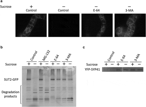 Figure 4. Autophagy inhibitors prevent the degradation of SUT2-GFP and YFP-SYP41. (a) Confocal fluorescence images of SUT2-GFP-expressing tobacco cells that has been cultured in normal (+) and sucrose-free (-) medium with inhibiters for autophagy (E-64 or 3-MA) at concentrations described in the Materials and methods section or without inhibiter (Control) for 24 h. Microscopic images were collected as described in the legend to Figure 1(a). The backgrounds of these images were adjusted between images by subtracting the average intensity of the non-cell part of each image using ImageJ. (b) SUT2-GFP cells were cultured as in a in the absence (Control) and presence of indicated inhibitors for 24 h in medium with (+) or without (-) sucrose. Equal amounts of microsomal proteins were separated by SDS-PAGE and RFP fluorescence in the gel was recorded as described in the Materials and methods section. Migration positions of SUT2-GFP and its degradation products were indicated at the left of the gel image. (c) Effect of autophagy inhibitors on the degradation of YFP-SYP41. Tobacco cells expressing YFP-SYP41 were incubated with or without inhibitors as described in the legend to b. YFP-SYP41 fluorescence was visualized after separation of proteins as described in the legend to Figure 2(a).