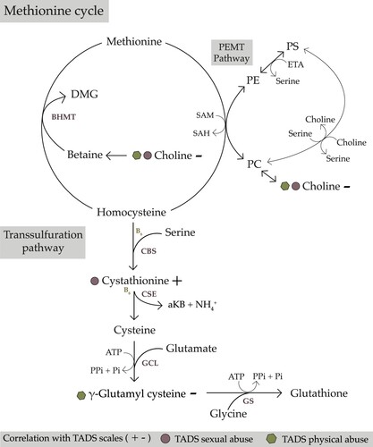 Figure 2. Illustration of the one-carbon metabolism methionine cycle, as well as the transsulfuration and phosphatidylethanolamine N-methyltransferase (PEMT) pathways. Round symbols represent the TADS Sexual Abuse scale, hexagons the TADS Physical Abuse scale, and + and – symbols represent the direction of correlation between the scale and the metabolite. aKB, α-ketobutyrate; ATP, adenosine triphosphate; BHMT, betaine-homocysteine S-methyltransferase; CBS, cystathionine β-synthase; CSE, cystathionine gamma-lyase; DMG, dimethylglycine; ETA, ethanolamine; GCL, glutamate-cysteine ligase; GS, glutathione synthetase; PC, phosphatidylcholine; PE, phosphatidylethanolamine; PEMT, phosphatidylethanolamine N-methyltransferase; Pi, phosphate; PPi, pyrophosphate; PS, phosphatidylserine; SAH, S-adenosylhomocysteine; SAM, S-adenosylmethionine.
