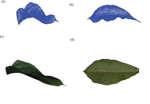 Figure 4. (a) and (b) represent the Anthurium and Frangipani leaf surface model, respectively, constructed from the points (shown in Figure 2) using the proposed CMRBF method. (c) and (d) the corresponding visualization of the Anthurium and Frangipani leaf model.