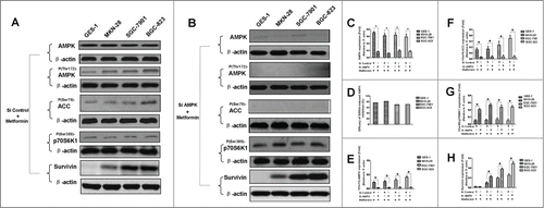 Figure 5. AMPK knockdown by siRNA alleviates metformin-induced inhibition of survivin in human gastric cancer cell lines. (A-B): Result of protein gel blotting. AMPK expression was abrogated by siRNA against α-1/α-2 AMPK isoforms or non-silencing control siRNA, and then subjected to 5 mM metformin treatment. AMPK, P(Thr172)-AMPK, P(Ser79)-ACC, P(Ser389)-p70S6K1 and survivin expressions were examined by western blotting. P(Ser79)-ACC and P(Ser389)-p70S6K1, 2 classical downstream targets of AMPK, were examined as additional controls to evaluate the functional activity of AMPK. β-actin was applied as the loading control. Representative image of 3 independent experiments is shown. (C-H): Densitometry and statistical analysis of panel A and B. Densitometry analysis was performed using the Image-J program as stated in Materials and methods. (C): Densitometry and statistical analysis of AMPK expression. (D): Efficacy of siRNA-induced AMPK inhibition. Relative AMPK expression was similarly calculated as did in Panel C; inhibition of relative AMPK expression (I) was computed by deducting the relative AMPK expression of the siRNA-affected from that of the corresponding siRNA-unaffected (II). The inhibition efficacy was then calculated according to the formula: Inhibition Efficacy=(I/II) × 100%. (E): Densitometry and statistical analysis of P(Thr172)-AMPK expression. (F): Densitometry and statistical analysis of P(Ser79)-ACC expression. (G): Densitometry and statistical analysis of P(Ser389)-p70S6K1 expression. (H): Densitometry and statistical analysis of survivin expression. Data are shown as mean (Rectangular box) ± SD (Error bar), *, P < 0.05.