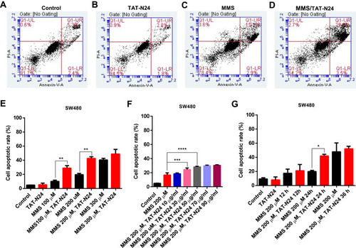 Figure 6 The enhancement of MMS-induced apoptosis by TAT-N24 peptide in SW480 cells. (A–D) Flow cytometric assays of MMS-treated SW480 cells in the presence of different concentrations of TAT-N24 peptide. Control: TAT. (E) Effects of N24 on MMS-induced apoptosis in the presence of different MMS concentrations. Cells were cultured for 36 hrs. Data are mean ± SEM. N = 3–5 independent experiments; **p < 0.01, compared to the control group. (F) Effects of TAT-N24 on MMS-induced apoptosis in the presence of 200 µM MMS. Data are mean ± SEM. N = 3–5 independent experiments; ***p < 0.005; ****p < 0.001, compared to the control. (G) Effects of TAT-N24 on MMS-induced apoptosis in the presence of 200 µM MMS and 50 µg/mL TAT-N24. Data are mean ± SEM. N = 3–5 independent experiments; *p < 0.05, compared with the control group.