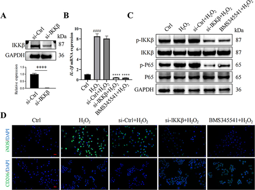 Figure 6 Inhibition of IKKβ can reduce the inflammatory response induced by H2O2. (A) Western blot analysis of IKKβ, (B) RT-qPCR analysis the expression of IL-1β in different groups after H2O2-treated, #### P < 0.0001, compared to the Ctrl group; ****P < 0.0001, compared to the siCtrl-H2O2 group. (C) Western blot analysis of p-IKKβ, IKKβ, p-P65 and P65 after H2O2-treated, (D) immunofluorescence staining of iNOS and CD206 in THP-1 cell, Scale bar: 100 μm, (n = 6 per group).