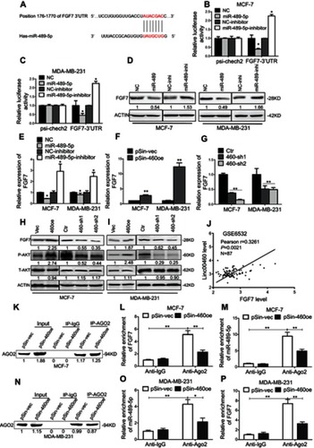 Figure 5 Linc00460 competitively binds to miR-489-5p to increase FGF7 expression and activates downstream AKT signaling. (A) Predicted miR-489-5p-binding site on the 3ʹUTR of FGF7 mRNA. (B-C) Luciferase reporter plasmids containing FGF-7 3ʹUTR or empty control were co-transfected with miR-489-5p mimics, miR-489-5p inhibitors, or their respective scrambled oligonucleotide control into MCF-7 cells and MDA-MB-231 cells. Firefly luciferase reporter activities determined were normalized with Renilla luciferase reporter activities. Data are presented as mean ± SD, analyzed using independent samples t-test. *P<0.05. (D–E) Protein and mRNA levels of FGF7 in MCF-7 and MDA-MB-231 cells transfected miR-489-5p mimics, miR-489-5p inhibitor, or their respective scrambled oligonucleotide control, were analyzed by Western blot and qRT-PCR, respectively. Data are presented as mean ± SD, analyzed using independent samples t-test. *P<0.05. (F–G) Expression levels of FGF7 in MCF-7 and MDA-MB-231 cells transfected with the Linc00460-expressing plasmid, Linc00460 shRNAs or respective empty vectors were determined by qRT-PCR. Data are presented as mean ± SD, analyzed using independent samples t-test. **P<0.01. (H–I) Protein levels of FGF7, and phosphorylated and total-AKT in MCF-7 and MDA-MB-231 cells stably transfected with Linc00460-expressing plasmid, Linc00460 shRNAs or respective empty vectors were determined by Western blot. (J) Pearson’s correlation was performed to analyze the correlations between the levels of Linc00460 and FGF7 in 87 breast cancer tissues from GSE6532 dataset (R=0.3261, P<0.05). (K) AGO2 protein levels of co-immunoprecipitated products were measured by Western blot in MCF-7-pSin-460oe cells or –vector cells. (L–M) RIP-qRT-PCR assays were used to examine the FGF7 and miR-489-5p levels in associated with AGO2 upon Linc00460 overexpression in MCF-7 cells. Data are present as mean ± SD from three independent experiments. *P<0.05; **P<0.01 (Student’s t-test). (N) AGO2 protein levels of co-immunoprecipitated products were measured by Western blot in MDA-MB-231-pSin-460oe cells or –vector cells. (O–P) RIP-qRT-PCR assays were used to examine FGF7 and miR-489-5p levels in associated with AGO2 after Linc00460 overexpression in MDA-MB-231 cells. Data are present as mean ± SD from three independent experiments. *P<0.05; **P<0.01 (Student’s t-test).