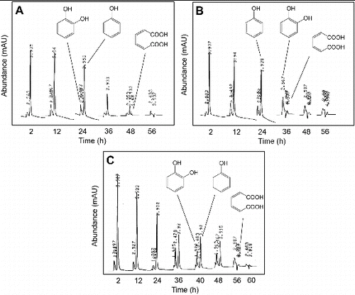 Figure 4. HPLC chromatograms showing the degradation of phenol in a bioreactor under non-sterile conditions supplemented with 700 mg/L of phenol when the bioreactor was inoculated with the cells of (A) Pseudomonas sp. strain IES-Ps-1, (B) Bacillus sp. strain IES-B and (C) Pseudomonas sp. strain IES-S.