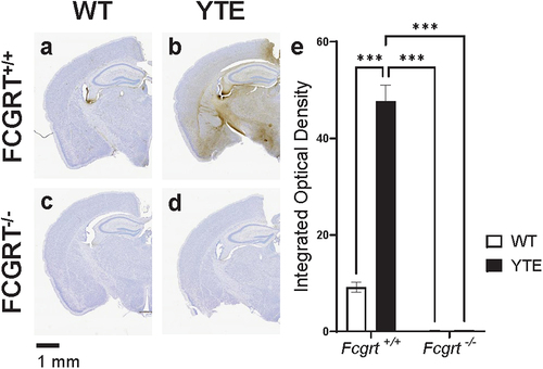 Figure 3. Antibody-FcRn interaction is necessary for YTE-mediated improvement in brain delivery. Representative images of brains dissected from either WT C57BL/6J (FCGRT+/+) mice dosed with (a) O4-WT hIgG1 or (b) O4-YTE hIgG1 test articles or FcRn knockout (FCGRT−/−) mice dosed with (c) O4-WT hIgG1 or (d) O4-YTE hIgG1 test articles. Brains were dissected 48 h after antibody administration and immunostained for human IgGκ chain with the DAB chromogen. Scale bar shows 1 mm. (e) Quantification of immunostaining in brains from groups represented in panels a-d. Four matching sections along the rostral-caudal axis were selected and quantified for each of two animals per group. Error bars represent SEM. Statistical analysis was calculated with a 2-way ANOVA followed by Sidak’s multiple comparisons test. ***, p < 0.001.
