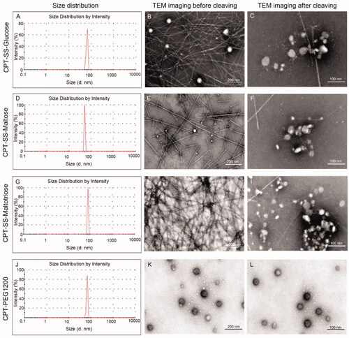 Figure 1. Size and morphology of CPT-GL NSp. (A,D,G,J) The particle sizes (d. nm); (B,E,H,K) The morphology of CPT-GL NSp before cleaving using a TEM; (C,F,I,L) The morphology of CPT-GL NSp using a TEM after being incubated with 10 mM GSH at 37 °C for 6 h.