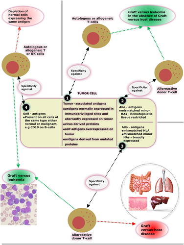 Figure 1. Antigens expressed on tumor cells: targets for immunotherapy. 1) Tumor-associated antigens (TAAs): antigens expressed on tumor cells, while expression on normal cells is minimal or absent. Immune reactivity against TAAs will provoke GVL in the absence of GVHD. Allogeneic as well as autologous immune effectors can be used against TAAs. 2) Hematopoietic tissue-restricted mismatched minor HAs: allogeneic antigens expressed on normal as well as on malignant cells of hematopoietic origin. Immunotherapy against minor HAs can be performed only in the setting of allo-SCT and in cases when donor and recipient are mismatched in the GVH direction. Immune reactivity against minor HAs will provoke GVL in the absence of GVHD. 3) Mismatched HLA, and broadly expressed mismatched minor HAs: allogeneic antigens expressed on malignant cells as well as on normal hematopoietic and epithelial tissues. Immunotherapy can be performed only in the setting of allo-SCT. Immune reactivity will provoke GVL and GVHD. 4) Antigens expressed on malignant cells as well as on normal counterparts, e.g. CD19. Immune reactivity will provoke GVL in the absence of GVHD, but depletion of normal cells expressing the same antigen with all the relevant consequences will occur (e.g. depletion of normal B-cells, hypogammaglobulinemia, infections in case of CD19 targeting). Allogeneic as well as autologous immune effectors can be used.