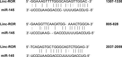 Figure 1 The three miR-145 binding elements in ROR in order (site 805-828 has not been previously reported).