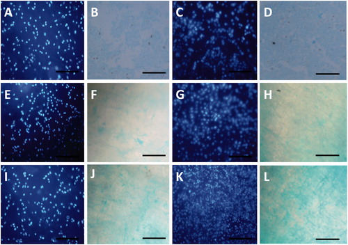 Figure 6. Glycosaminoglycan (GAG) staining of the extracellular matrix of differentiated cells cultured on TCPS at (B) days 14 and (D) 21, PEO/PCL at days (F) 14 and (H) 21 and PEO/Dex-PCL at days (J) 14 and ( L) 21, (A, C, E, G, I, and K) DAPI-stained nanofibers at days 14 for each groups, magnifications 10×.