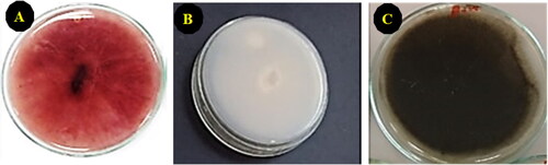 Figure 2. The morphological appearance of fungal mycelia on PDA; A (Fusarium verticillioides); B, (Fusarium proliferatum), and C, (Alternaria tenuissima).