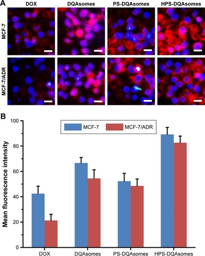 Figure 3 (A) Fluorescence microscopy images of MCF-7 cells and MCF-7/ADR cells incubated with different formulations. Blue and red pixel dots indicate Hoechst 33258 and DOX, respectively. Scale bar represents 50 μm. (B) Flow cytometry measurement of cellular uptake of different formulations.Abbreviations: DOX, doxorubicin; DQA, dequalinium.