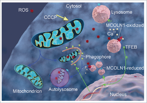 Figure 1. ROS activate MCOLN1 and lysosome calcium release to promote autophagy. A working model to illustrate the roles of MCOLN1 and lysosomal Ca2+ in ROS-induced TFEB activation and autophagy. An increase in mitochondrial ROS, e.g., by CCCP, may activate lysosomal MCOLN1 channels, inducing Ca2+ release from the lysosome lumen to mediate PPP3/calcineurin-dependent dephosphorylation of TFEB. Dephosphorylated TFEB enters the nucleus, promoting the mRNA expression of genes involved in autophagy induction, autophagosome and lysosome biogenesis, and lysosomal degradation. Subsequently, autophagy is enhanced to facilitate the clearance of damaged mitochondria and removal of excessive ROS.