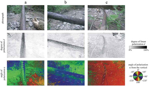 Figure 2. Photographs and patterns of the degree d and angle α of linear polarisation of the sticky region of two fallen horizontal brown maple tree trunks (a and b are the same but seen from two different viewing directions) overarching the mountain creek used in experiment 4 measured with imaging polarimetry in the green (550 nm) spectral range. The tilt angle of the polarimeter’s optical axis was −35° from the horizontal. In the α-pattern the white bars show the local direction of polarisation of the sticky bark region. In case a and b the scene was in the shade of trees and illuminated by light from the clear sky and the surrounding vegetation. In case c, beyond skylight, the scene was illuminated from the left side by direct light of the setting sun