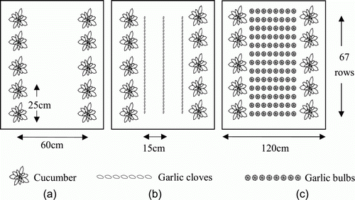 Figure 1.  Diagram showing the arrangement of the rows of cucumber (Display full size), garlic cloves (Display full size), garlic bulbs (Display full size) in the plastic tunnel experiment: (a) cucumber monoculture (b) cucumber/garlic intercropping (c) cucumber/green garlic intercropping.