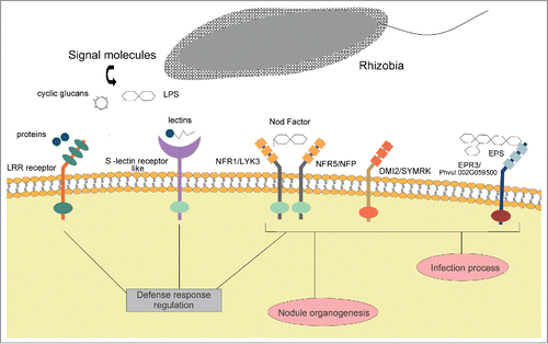 Figure 1. Rhizobia perception mediated by plant receptors. Nod Factor (NF) perception is required for infection and nodule organogenesis, but other signaling molecules secreted by bacteria, such as exopolysaccharides (EPS), proteins, cyclic glucans and K antigens and cell wall associated molecules, like the lipopolysaccharide (LPS) have been demonstrated to modulate the infection process. NF and EPS are recognized by LysM receptor-like kinases (LysM RLKs). In particular, NF is perceived by a receptor complex comprising the LysM receptors NFP/LYK3 in M. truncatula or NFR1/NFR5 in L. japonicus. NF signaling activates the root nodule symbiotic pathway and inhibits defense responses. DMI2 and SYMRK are receptors from M. truncatula and L. japonicus that are required for nodulation, but their ligands are unknown. The EPS receptor (EPR3 in L. japonicus, Phvul.002G059500 in common bean) plays a major role in the infection process, suggesting a sequential receptor mediated recognition of NF and EPS. Rhizobial proteins and lectins are recognized by LRR and lectin RLKs, respectively, and have been proposed to regulate defense responses. EPS and LPS negatively regulate two receptors with serine/threonine (Ser/Thr) kinase domains highly similar to the ethylene receptor ETR2 by an unknown process.Citation31 These receptors are regulated by abiotic stresses and hormones. Abbreviations: LRR: leucine rich repeats; NFR: Nod factor receptor; NFP: Nod factor perception; LYK3: LysM receptor kinase 3; DMI2: Does not Make Infection; SYMRK: Symbiosis receptor-like kinase; EPR3: EPS receptor 3; LysM: Lysin motif.