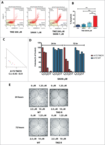 Figure 5. Effect of HDAC inhibitors on TMZ-R cells. (A) Resistance to apoptosis induced by TMZ in TMZ-resistant GBM cells and sensitivity to the HDAC-inhibitor SAHA. TMZ-R A172 cells were treated with 200 µM TMZ or with 1 µM SAHA or their combination (200 µM TMZ and 1 µM SAHA); apoptosis was measured by Annexin V staining after 72 hrs. (B) The combination of SAHA and TMZ exerts a significantly stronger effect compared to that of the each molecule utilized as single agent. Digital images of the wells (C) were collected and the colonies (at least 10 cells) were manually counted. (C) Colony growth of A172 WT (blue) and A172 TMZ R cells (red) treated for 24 or 72 hrs with SAHA. Identical results were obtained plating 2,500 or 5,000 cells. The result presented in this panel is that obtained with 2,500 cells/well. (D) Synergistic effects induced by TMZ (1–4 µM) and SAHA (62.5–1000 µM) combined treatment of A172 TMZ-R and GBM 3 cells evaluated by isobologram analysis according to the Chou-Talalay algorithm utilizing the CompuSyn software (www.combosyn.com). (E) Colony growth of A172 WT and A172 TMZ R treated with SAHA. A172 TMZ R (Panel A) and A172 WT (B) cells were treated for 24 or 72 hrs with serial dilutions of SAHA (From 10 to 1.25 µM), at the end of the treatment the cells were seeded in a 6 well plate at a density of 2,500 cells/well in tissue culture medium without TMZ and were grown for further 10 days in medium without drugs. At the end of the incubation period, the cells were fixed with methanol and stained with Crystal Violet.