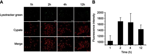 Figure 3 (A) Confocal images of HepG2 cells after 1 hr, 2 hrs, 4 hrs, and 12 hrs of incubation with RCPD. Scale bar is 40 μm. (B) The confocal microscopy analysis of cellular uptakes of RCPD at different time.