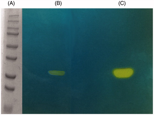 Figure 4. MgCA protonogram. The yellow bands correspond to the hydratase activity on the gel responsible for the drop of pH from 8.2 to the transition point of the dye. Incubation time was of 60 s. β-CA is present in the monomeric (29 kDa) form (see text for details). Lane A, molecular markers, M.W. starting from the top: 250, 150, 100, 75, 50, 37, 25 and 20 kDa; Lane B: MgCA; Lane C: commercial bovine CA (bCA).