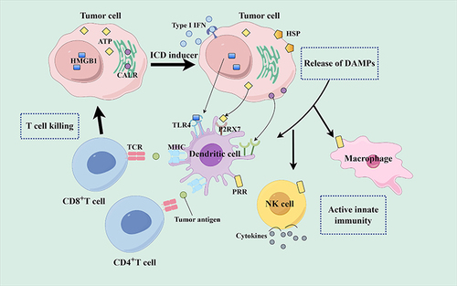 Figure 1 Mechanisms of ICD (by Figdraw).