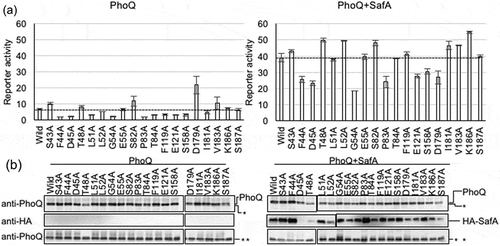 Figure 4. Effect of alanine mutations of the residues constituting the SD pocket. (a) Activity of the mgtA promoter of alanine mutants was measured by β-galactosidase assay. Strain MC4100 ΔphoQ PmgtA-lacZ transformed with pBAD-phoQ or pBAD-phoQ with alanine mutations and with pHSG576 (vector) or pHSG576 ha-safA were assayed. Cells were proliferated in LB medium containing 50 µg/mL ampicillin, 25 µg/mL chloramphenicol, 1 mM IPTG, 1 mM cAMP, 0.002% L-arabinose, and 10 mM MgCl2. Columns represent the means of the results of at least two independent experiments with standard errors. (b) Accumulation of PhoQ, PhoQ with alanine mutations, and HA-SafA. Immunoblotting analyses using anti-PhoQ antiserum for PhoQ detection and anti-HA antibody for HA-SafA detection are shown. Samples are from the same culture as those subjected to β-galactosidase assay. Asterisks (* and **) indicate nonspecific bands detected by anti-PhoQ, and the panels indicated by ** serve as the loading control. The complete scanned gels for western blots are shown in Figure S1.