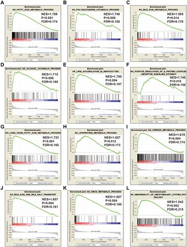 Figure 14 GSEA results between low- and high-ACBD4 expression groups by using c5 reference gene set. (A) fatty acid metabolic process; (B) polysaccharide catabolic process; (C) bile acid metabolic process; (D) alcohol catabolic process; (E) lipid accumulation in hepatocytes; (F) positive regulation of G protein coupled receptor signaling pathway; (G) fatty acid metabolic process; (H) lipoprotein metabolic process; (I) steroid metabolic process; (J) bile acid and bile salt transport; (K) drug metabolic process; (L) abnormality of hepatobiliary system physiology.