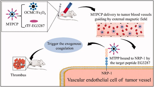 Figure 1. The schematic diagram of the mechanism of the magnetic targeting pro-coagulant protein.