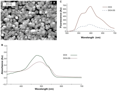 Figure 2 A) Scanning electron micrographs of doxorubicin–dextran sulfate (DOX-DS) nanocomplexes (DOX: 60 μg/mL, DS/DOX [w/w]: 0.6), B) UV-visible spectrum of DOX-DS complex and free DOX, and C) fluorescence spectrum of DOX-DS complex and free DOX.