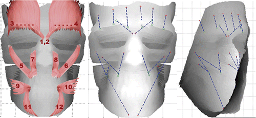 Figure 16. (Available in colour online). (a) Facial muscles, namely corrugator (1, 2), frontalis (3, 4), zygomatic major (5, 6), caninus (7, 8), risorius (9, 10) and triangularis (11, 12), are shown over the segmented skull. (b) Muscles are shown as linear vectors emerging from the origin points (red crosses) towards the instertion points (green circles) on the inner soft tissue layer. (c) The muscle vectors are depicted inside the inner soft tissue layer.