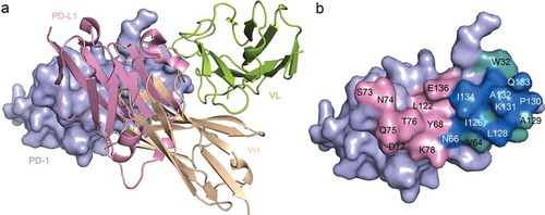 Figure 3. Competitive binding of toripalimab and PD-L1 with PD-1. (a) Superposition of the toripalimab/PD-1 complex structure with PD-1/PD-L1 complex structure (PDB code: 4ZQK). PD-L1 is shown in light pink while VH of toripalimab is colored in wheat and VL in lemon. (b) Binding surface of PD-1 with PD-L1 or toripalimab. The residues in contact with PD-L1 are colored in light pink, whereas residues in contact with toripalimab are colored in light teal, and the overlapping residues bound by both PD-L1 and toripalimab are colored in marine.