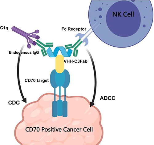 Figure 1 The proposed mechanism of ADCC and CDC effects on cancer cell mediated by CD70 targeted EIR nanobody VHH-C3Fab. EIR, endogenous IgG recruiting.