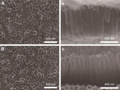Figure 1 SEM images of TNTs samples.Notes: (A, a) air-TNTs and (B, b) H2-TNTs. A and B show the surface of samples while the a and b show the cross section of samples.Abbreviations: SEM, scanning electron microscopy; air-TNTs, air-annealed TiO2 nanotubes; H2-TNTs, hydrogenated TiO2 nanotubes.
