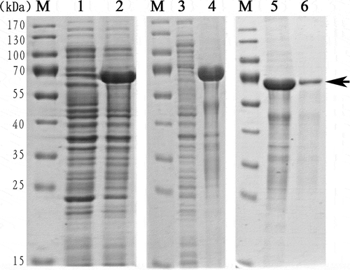 Figure 5. Recombinant expression and purification of VDCP. Lane M, Protein marker; Lane 1, negative control (without IPTG induction); Lane 2, recombinant expression of rVDCP with the induction of IPTG; Lane 3, the supernatant of cell lysate; Lane 4, debris of cell lysate; Lane 5, eluted sample of rVDCP with imidazole at concentration of 300 mM; Lane 6, eluted sample of rVDCP with imidazole at concentration of 500 mM; The protein band with ~70 kDa (indicated by an arrow) corresponds to the rVDCP.