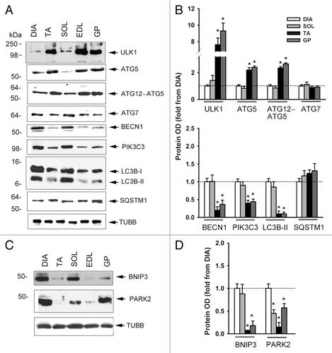 Figure 2. Protein expression of various autophagy-related genes. (A–C) Representative immunoblots of various autophagy-related genes in DIA, TA, SOL, extensor digitorum longus (EDL), and GP muscles of control mice. (B–D) Protein optical densities of various autophagy-related genes in DIA, TA, SOL, and GP muscles of control mice. Values (means ± SEM) are expressed as fold change relative to DIA. *P < 0.05, as compared with DIA. ACTB: β-ACTIN. n = 6 per group.