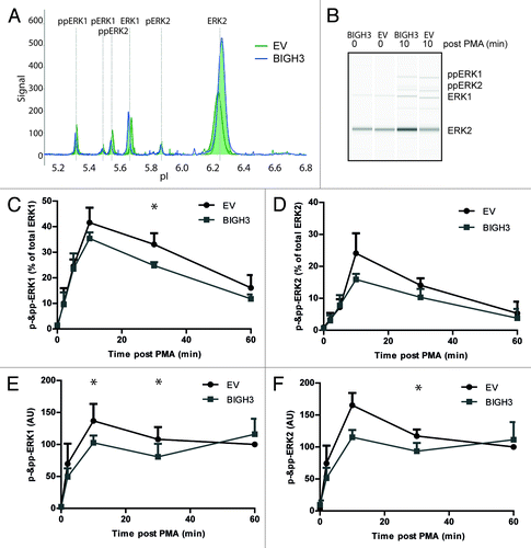 Figure 8. Overexpression of BIGH3 reduces ERK1 and ERK2 protein phosphorylation. The NanoPro Assay was used to quantify ERK expression and phosphorylation. (A) Peaks represent phosphorylated or unphosphorylated ERK1 or ERK2 protein levels, as indicated, in HL60 cells (A–C) or HSPCs (D). Shown are the samples at t = 10 min from a representative experiment. (B) The generated peaks are transformed in a western-blot-like representation of the data. The band intensity represents (phospho-)ERK protein levels. (C) The phosphorylated ERK1 (left panel) and ERK2 (right panel) protein levels as percentage of total ERK1 or ERK2 expression, respectively, in HL60 cells with BIGH3 overexpression or control cells (EV) were depicted. In resting state, the unphosphorylated isoforms are dominant. Shown are means ± SEM (n = 3). (D) The phosphorylated ERK1 (left panel) and ERK2 (right panel) protein levels were analyzed in HSPCs with BIGH3 overexpression or control cells (EV). Data in each experiment was normalized to the signal in control cells 60 min after PMA treatment. Shown are means ± SEM (n = 3). * P < 0.05