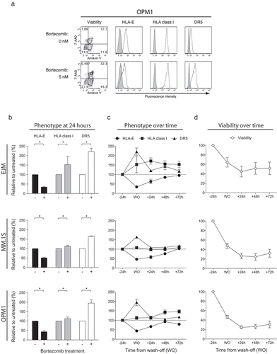 Figure 3. Bortezomib induces a selective and transient reduction of HLA-E, but not classical HLA class I, while transiently upregulating DR5 expression on MM cells.MM cell lines were either exposed or not to 5 nM bortezomib prior to assessment of cell viability and cell surface expression of HLA-E, HLA class I and DR5. (a) Representative FACS plots showing the viability as measured by 7-AAD and Annexin V and the expression of HLA-E, HLA class I and DR5 on the cell surface of 7-AAD−Annexin V− live the OPM1 MM cell line. (b) The cell surface expression of HLA-E (black bars), HLA class I (grey bars) and DR5 (white bars) on live MM cells after 24 hours of exposure to bortezomib (n = 10). (c) The cell surface expression of HLA-E (circles), HLA class I (squares) and DR5 (triangles) on live MM cells before and after 24 hours of exposure to bortezomib, as well as up to 72 hours from wash-off (WO) of bortezomib (n = 5). (d) The viability of MM cells before and 24 hours after exposure to bortezomib, as well as up to 72 hours from WO of bortezomib (n = 5). Bars or symbols, mean. Error bars, standard deviation. * p < 0.05.